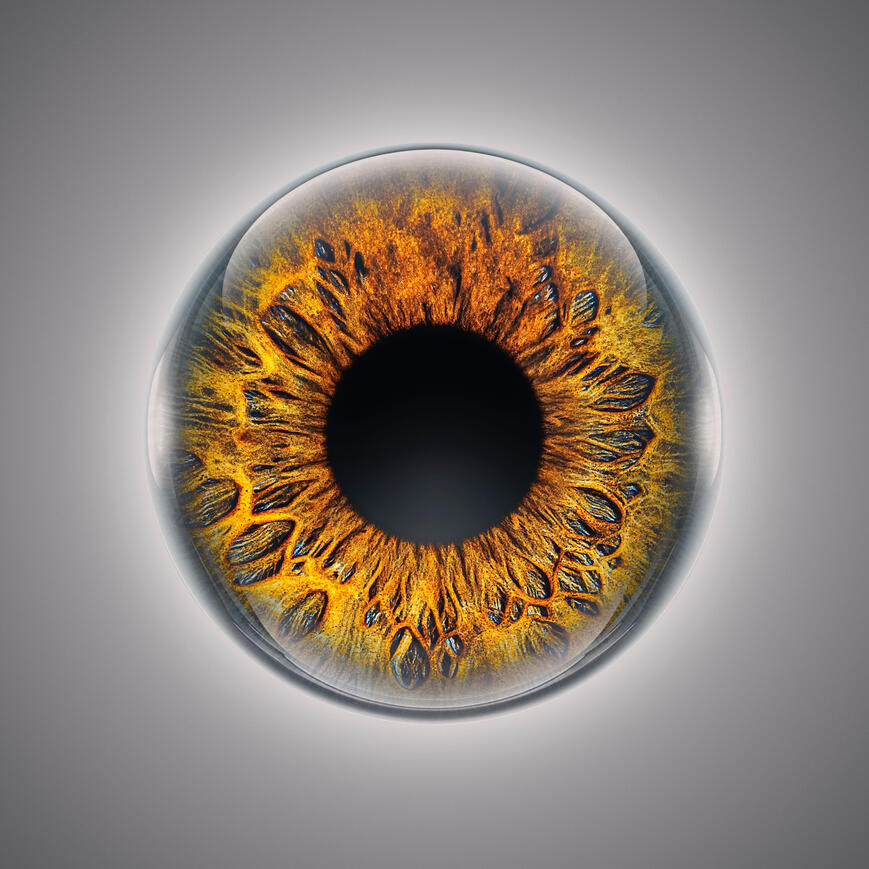 Braune Iris Beispiel